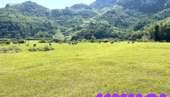 Bãi Tình - Cao Bằng