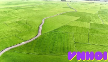Cánh đồng An Nhứt - Bà Rịa - Vũng Tàu