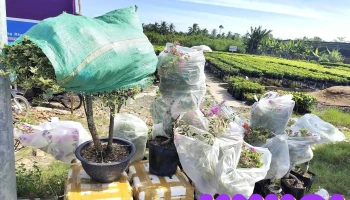 Casa Farm - Siêu Thị Hoa Giấy - Tân Khánh Đông