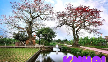 Cây gạo đôi - Thái Bình