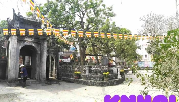 Cây nhãn Tổ - Hưng Yên - Hồng Châu
