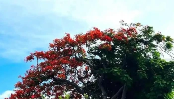 Cây Phượng 2 Màu Vũng Tàu - Bà Rịa - Vũng Tàu
