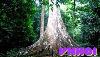 Cây Sấu cổ thụ - Ninh Bình