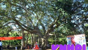 Cây đa di sản - Ia Dok