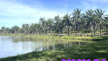 Công Viên Cọ Dầu - Đông Hải