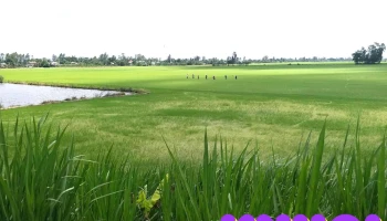 Cầu Ranh Giới - Tân Thành
