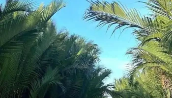 Hangcoconut Basket Boat Ride - Quảng Nam