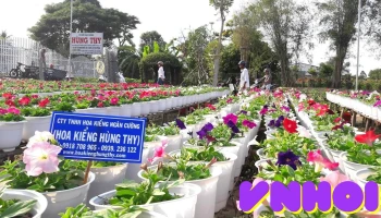 Hoa Kiểng Hùng Thy - Tân Qúy Đông