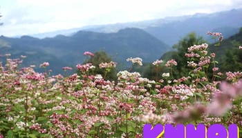 Hoa Tam Giác Mạch Buckwheat Flower Fields - Hà Giang