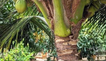 Homestay Hương Lúa - Bà Rịa - Vũng Tàu