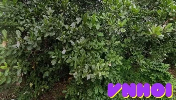 Kdl thác đá hàn - Sông Trầu
