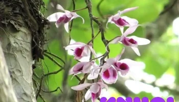 Khu Bảo tồn lan rừng vườn Troh Bư - Buôn Đôn - Đắk Lắk