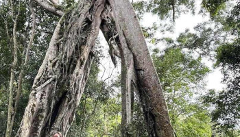 Khu Bảo tồn Thiên nhiên Nâm Nung - Đắk Nông