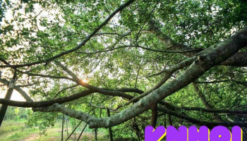 Khu di tích Giàn Gừa - Cần Thơ