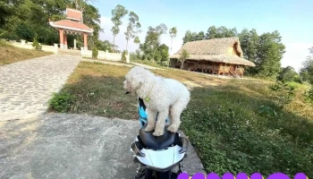 Khu di tích lịch sử Cách mạng Lào tại thôn Ngòi - Tuyên Quang