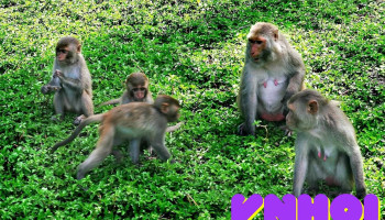 Khu du lịch Đảo Khỉ - Khánh Hòa