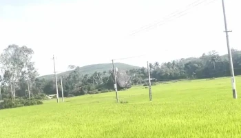 khu du lịch cộng đồng Bàu Cá Cái - Thôn Thuận Phước