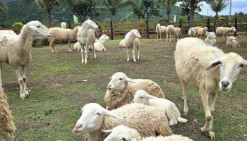 Khu rừng cổ tích - Khánh Hòa
