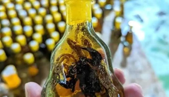 Lò kẹo dừa Quê Dừa - Bến Tre