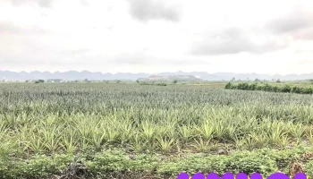 Nông trường Đồng Giao - Ninh Bình