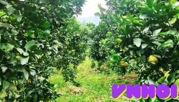 Nông Trại Gia Đình Sỹ Thể - Yên Bái
