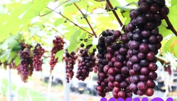Nông Trại Nho Sạch Nhân Đạo - Vĩnh Phúc