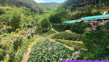 Pink Valley Đà Lạt - Lâm Đồng