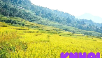 Ruộng Bậc Thang Hồng Thái - Tuyên Quang