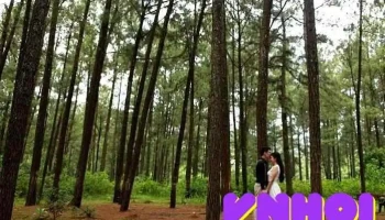 Rừng thông Bồ Bồ - Quảng Nam