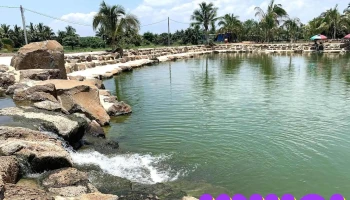 Sinh thái vườn Năm Bửu Suối Mơ - Tân Phú