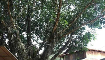 Sóc Bom Bo - Bình Phước