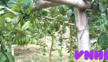 Soi Hà - Tuyên Quang