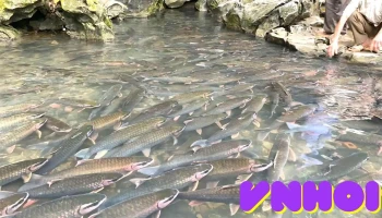 Suối cá Thần Cẩm Liên - Thanh Hóa