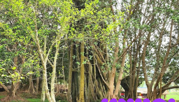 Thôn Cây thị xã thành huyện Sơn Dương tỉnh Tuyên Quang - Tuyên Quang