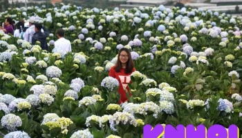 Thung lũng hoa cẩm tú cầu - Lâm Đồng