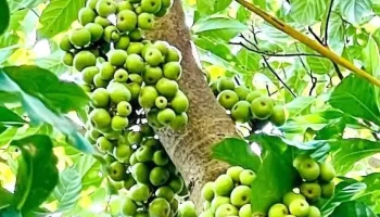 Trang trại Lộc Vừng - Nghệ An