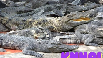 Trại Cá Sấu Long Xuyên - An Giang