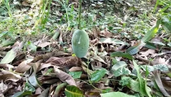 Tấn Mỹ - An Giang
