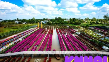 Tổ Hợp tác Hoa kiểng Khóm Tân An - Phường An Hoà