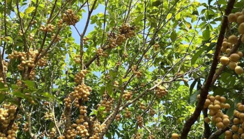 Vườn Dâu Bé Hai - Hậu Giang