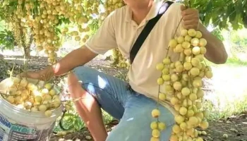 Vườn Dâu Sáu Giang - Ấp Tân Lợi