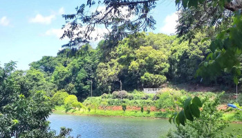 Vườn hoa cải hồ Đăk Ke - Măng Đen