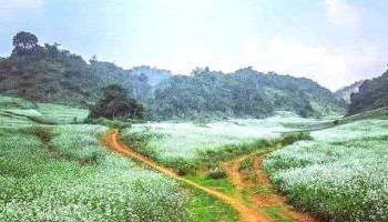 Vườn Hoa Mận Mộc Châu - Tt. Nt Mộc Châu