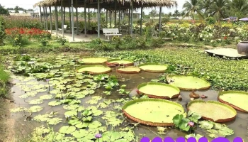 Vườn Hoa Thạch Thảo - Tiền Giang