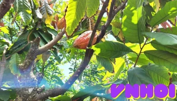 Vườn lan Thảo Nguyên - Tiền Giang
