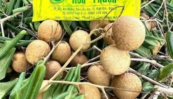 Vườn Nhãn Hoà Thuận - Bà Rịa - Vũng Tàu