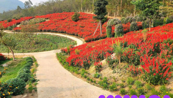 Wonderland Vĩnh Phúc - Đồng Quế