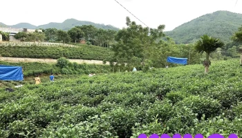 điểm thăm quan chè tân cương thủy toán - Tân Cương
