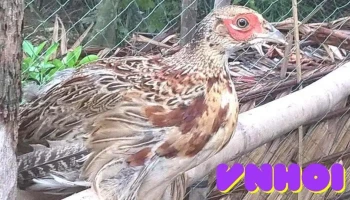 Đình Hòa Phú - Vĩnh Long
