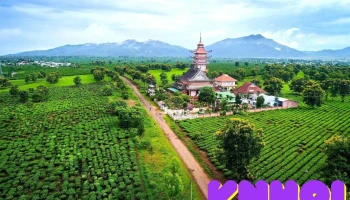 Đường hàng thông cổ thụ - Unnamed Road